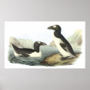Search for auk Illustration