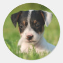 Search for jack russell terrier stickers Dog