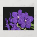 Search for vanda Tropical