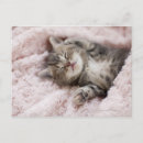 Search for sleeping kitten Babies