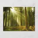Search for shining sun postcards Forest