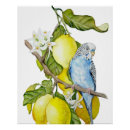 Search for blue budgie posters Parakeet