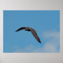 Search for peregrine falcon posters Animals