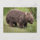 Search for the wombats postcards Animal