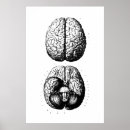 Search for brain posters Anatomy