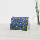 Search for the state flower cards Bluebonnets