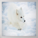 Search for arctic posters Fox