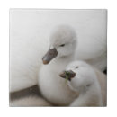 Search for outdoor tiles White