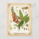 Search for foxglove flower postcards Vintage