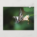 Search for tiny small postcards Photograph