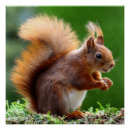 Search for squirrel posters Whimsical