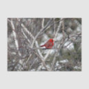 Search for cardinals on birch trees Snow
