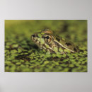 Search for rolf nussbaumer art Nature