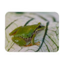 Search for tree frogs magnets Animal