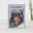 Search for vultures cards Bird