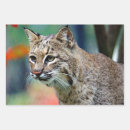 Search for mammal wrapping paper Cat
