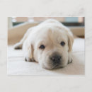 Search for dog napping postcards Animal