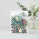 Search for native australian postcards Banksia