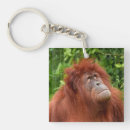 Search for orangutan key rings Wildlife