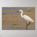 Search for egrets posters Animals