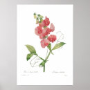 Search for lathyrus Flowers