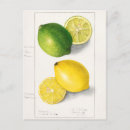 Search for yellow watercolor flowers postcards Vintage