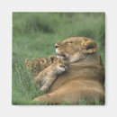 Search for mammal magnets Panthera leo