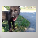Search for wolf pup posters Puppy