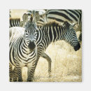 Search for plains zebra magnets Colour image