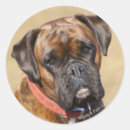 Search for brindle boxer stickers Dog