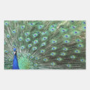 Search for beautiful peacock stickers Bird