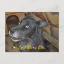 Search for stories postcards Dog
