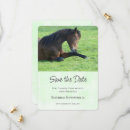 Search for equine invitations Equestrian