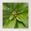 Search for ladybug puzzles Beetle