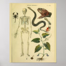 Search for scorpion art Vintage