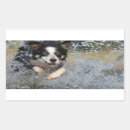 Search for border collies stickers Pet