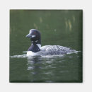 Search for loons magnets Lake