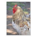Search for brahma chicken postcards Country