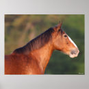 Search for clydesdale horse art Breed