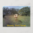 Search for longhorn postcards Ranch