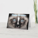 Search for ragdoll cat birthday cards Kitten