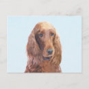 Search for cute irish postcards Setter