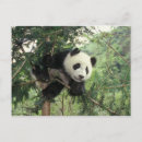 Search for bears climbing trees postcards Animal