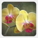 Search for moths stickers Floral