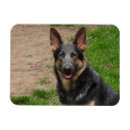 Search for gsd magnets Animals