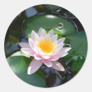 Search for lili stickers Waterlily