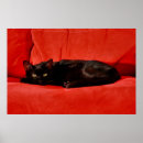 Search for black cat halloween posters Kitten