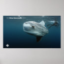 Search for documentary posters The wild canadian year