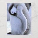 Search for pete postcards Emperor penguin
