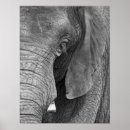 Search for black and white elephant posters Animals